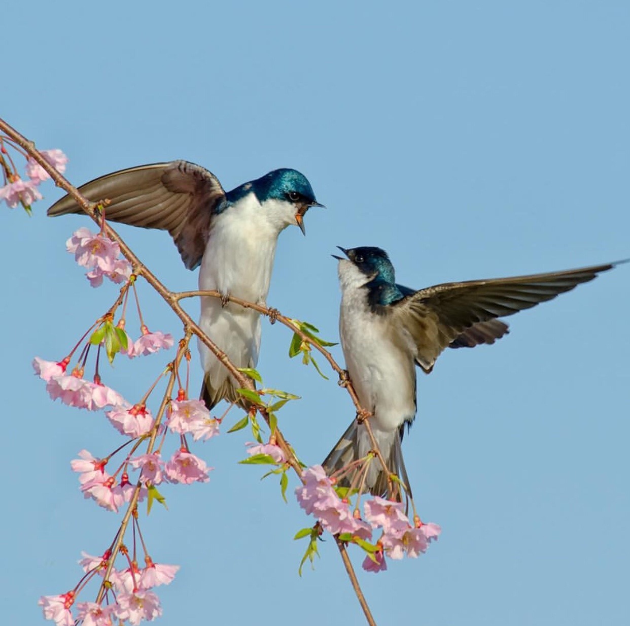 cryptidofthecove:
&ldquo;fluentisonus:
&ldquo;aviantastic:
&ldquo;Tree Swallows by Linda H. Dulak - Audubon Photography Awards
&rdquo;
barn swallows depicted in the &ldquo;spring fresco&rdquo;, akrotiri, thera, greece. c. 16th century BC
&rdquo; &rdquo;